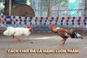 Cách Chơi Đá Gà Sabong Tại W88 Dễ Hiểu Cho Tân Thủ