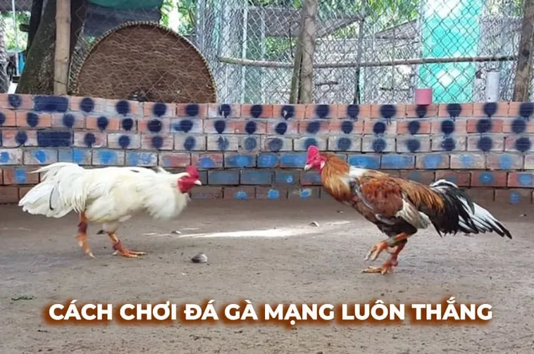 Cách Chơi Đá Gà Sabong Tại W88 Dễ Hiểu Cho Tân Thủ